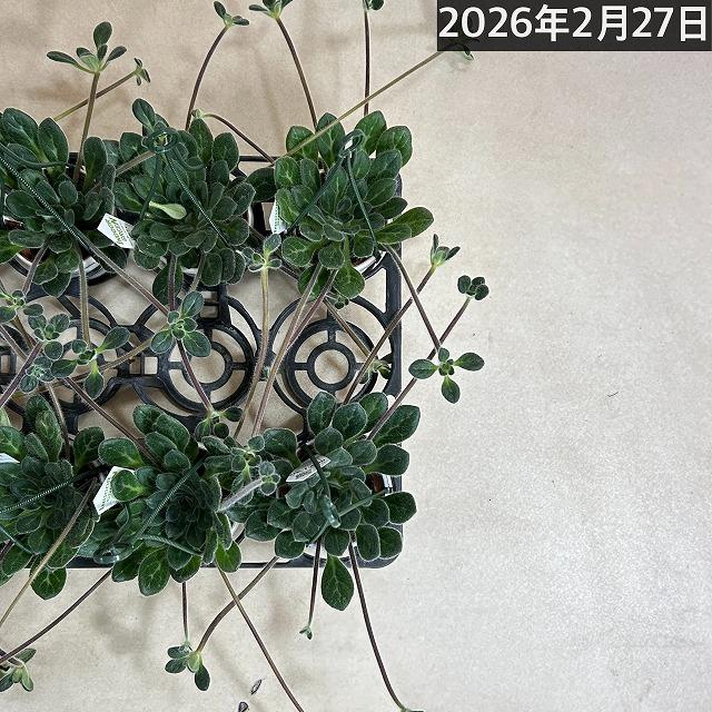 観葉植物 吊り下げ　プリムリナ リトルドラゴン 3号吊り鉢(個体おまかせ1鉢)　花鉢 オシャレ かわいい 珍しい レア 小さい インテリア セントポーリア |  | 08