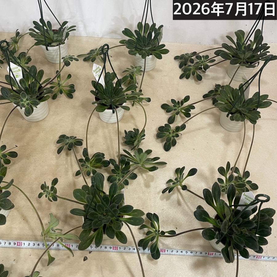 観葉植物 吊り下げ　プリムリナ リトルドラゴン 3号吊り鉢(個体おまかせ1鉢)　花鉢 オシャレ かわいい 珍しい レア 小さい インテリア セントポーリア |  | 08