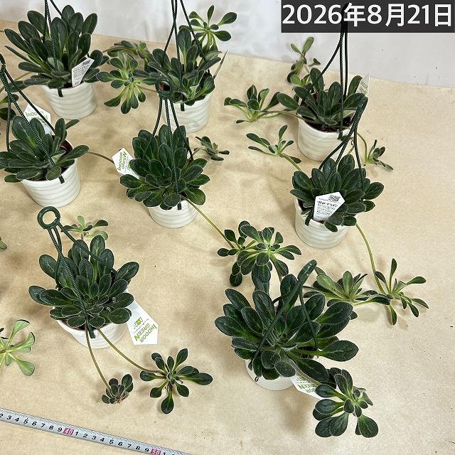観葉植物 吊り下げ　プリムリナ リトルドラゴン 3号吊り鉢(個体おまかせ1鉢)　花鉢 オシャレ かわいい 珍しい レア 小さい インテリア セントポーリア |  | 08