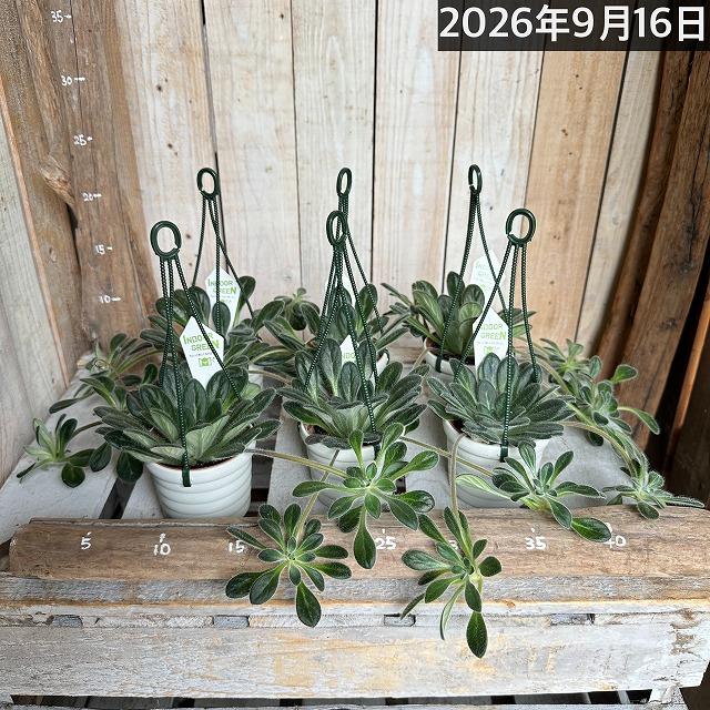 観葉植物 吊り下げ　プリムリナ リトルドラゴン 3号吊り鉢(個体おまかせ1鉢)　花鉢 オシャレ かわいい 珍しい レア 小さい インテリア セントポーリア |  | 08