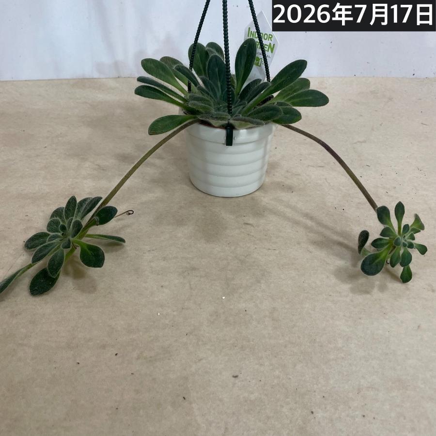 観葉植物 吊り下げ　プリムリナ リトルドラゴン 3号吊り鉢(個体おまかせ1鉢)　花鉢 オシャレ かわいい 珍しい レア 小さい インテリア セントポーリア |  | 09