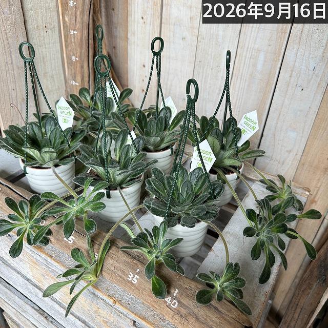 観葉植物 吊り下げ　プリムリナ リトルドラゴン 3号吊り鉢(個体おまかせ1鉢)　花鉢 オシャレ かわいい 珍しい レア 小さい インテリア セントポーリア |  | 09