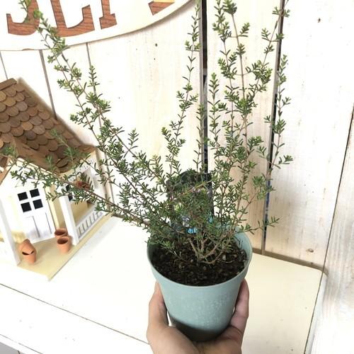 植物 花苗 寄植え 芯 白 マイクロワックスフラワー ３ ５号 Leafs ヤフー店 通販 Yahoo ショッピング
