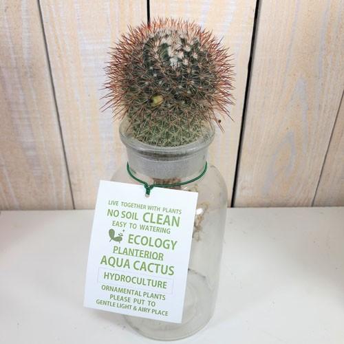 多肉植物 観葉植物 サボテン インテリア オシャレ サボテン アクアカクタス ｍ 水耕栽培 B Leafs ヤフー店 通販 Yahoo ショッピング