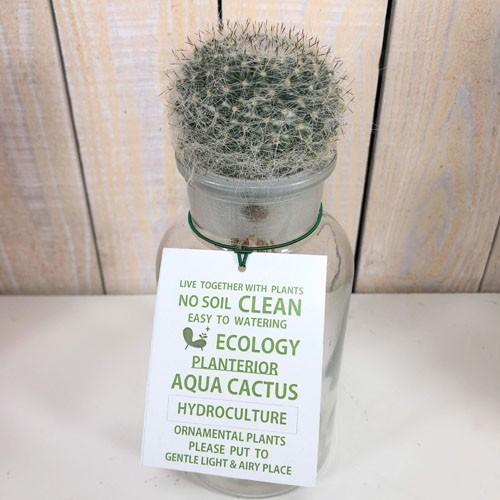 多肉植物 観葉植物 サボテン インテリア オシャレ サボテン アクアカクタス ｍ 水耕栽培 D Leafs ヤフー店 通販 Yahoo ショッピング