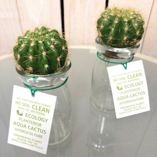 多肉植物 観葉植物 サボテン インテリア オシャレ サボテン アクアカクタス 水耕栽培 ｓサイズ ａタイプ Leafs ヤフー店 通販 Yahoo ショッピング