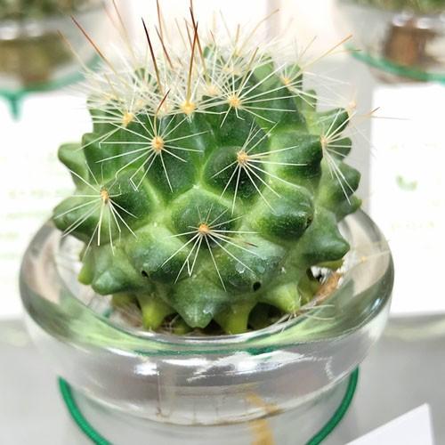 多肉植物 観葉植物 サボテン インテリア オシャレ アクアカクタス 水耕栽培 ｓサイズ ｂタイプ 激安特価