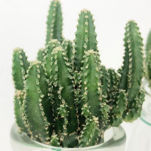 多肉植物 売れ筋ランキングも掲載中 観葉植物 サボテン インテリア オシャレ ｓサイズ アクアカクタス ｃタイプ 水耕栽培