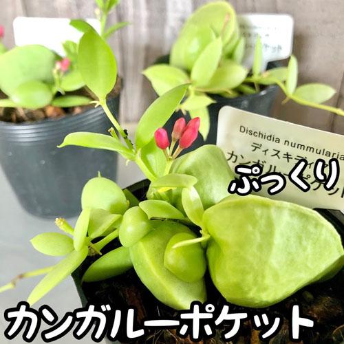 観葉植物　ディスキディア カンガルーポケット 2号(おまかせ1鉢)　インテリア 可愛い かわいい 室内園芸 ピンク | 
