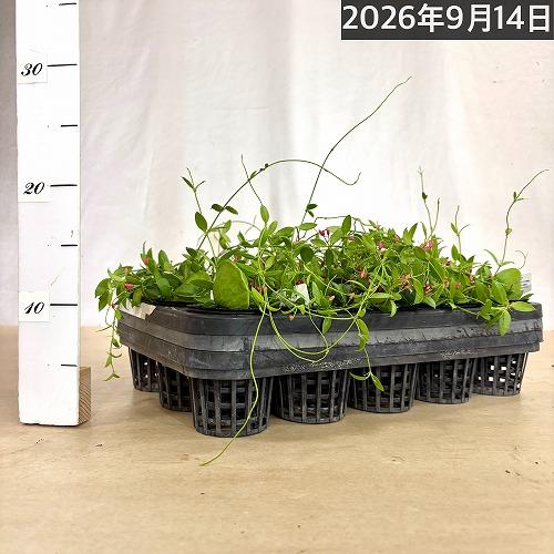 【人気】ディスキディア カンガルーポケット【ポケット付き】2号ポット(おまかせ1鉢)　観葉植物 インテリア 可愛い かわいい 室内園芸 ピンク 蟻植物 アリ植物 |  | 10