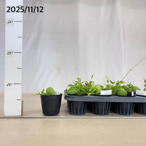 観葉植物　ディスキディア カンガルーポケット 2号(おまかせ1鉢)　インテリア 可愛い かわいい 室内園芸 ピンク |  | 05