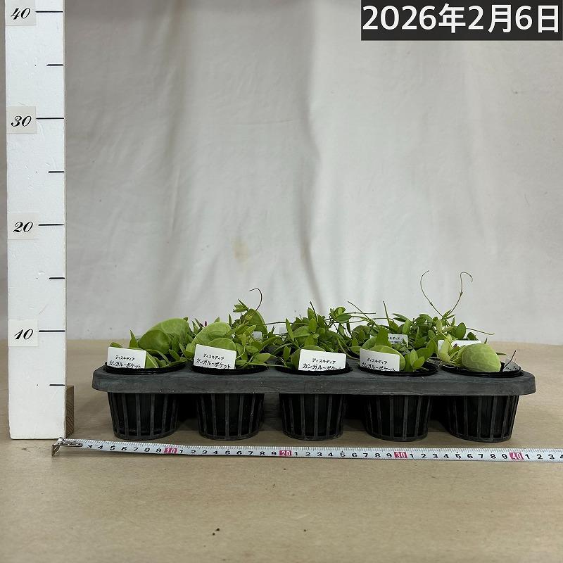 ディスキディア カンガルーポケット 2号(おまかせ1鉢)　観葉植物 インテリア 可愛い かわいい 室内園芸 ピンク |  | 07