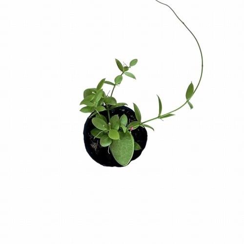 観葉植物　ディスキディア カンガルーポケット 2号(おまかせ1鉢)　インテリア 可愛い かわいい 室内園芸 ピンク |  | 03