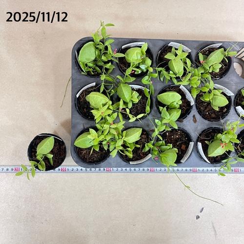 観葉植物　ディスキディア カンガルーポケット 2号(おまかせ1鉢)　インテリア 可愛い かわいい 室内園芸 ピンク |  | 06