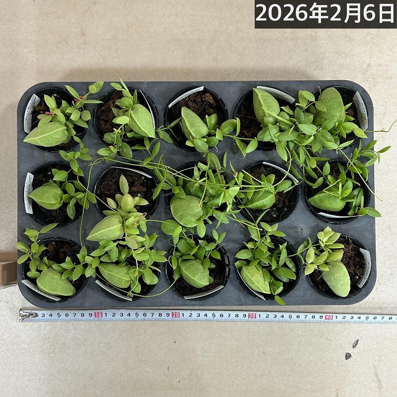 ディスキディア カンガルーポケット 2号(おまかせ1鉢)　観葉植物 インテリア 可愛い かわいい 室内園芸 ピンク |  | 08