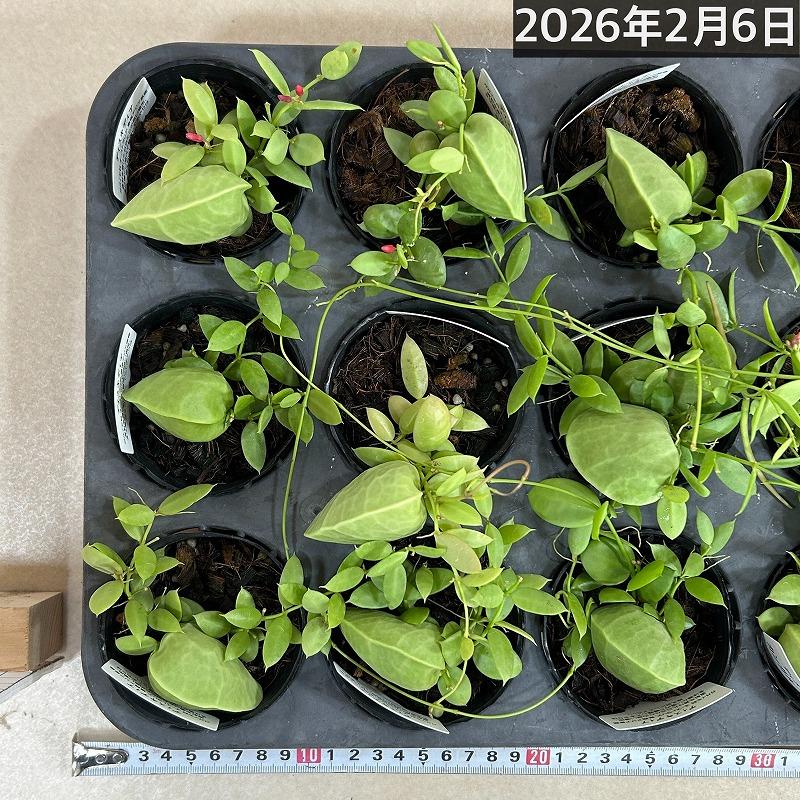 ディスキディア カンガルーポケット 2号(おまかせ1鉢)　観葉植物 インテリア 可愛い かわいい 室内園芸 ピンク |  | 09