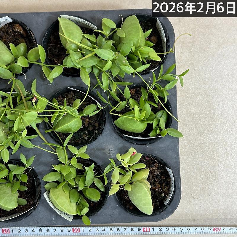 ディスキディア カンガルーポケット 2号(おまかせ1鉢)　観葉植物 インテリア 可愛い かわいい 室内園芸 ピンク |  | 10