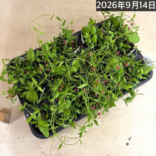 【人気】ディスキディア カンガルーポケット【ポケット付き】2号ポット(おまかせ1鉢)　観葉植物 インテリア 可愛い かわいい 室内園芸 ピンク 蟻植物 アリ植物 |  | 08