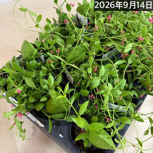 【人気】ディスキディア カンガルーポケット【ポケット付き】2号ポット(おまかせ1鉢)　観葉植物 インテリア 可愛い かわいい 室内園芸 ピンク 蟻植物 アリ植物 |  | 09