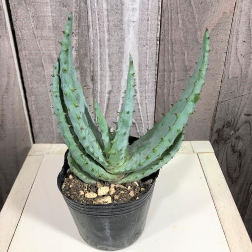 多肉植物 観葉植物 ビザールプランツ カッコイイ 一点物 アロエ マルロシー 鬼切丸 ａ ３号 Leafs ヤフー店 通販 Yahoo ショッピング