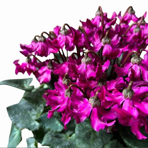 送料無料 花鉢 冬 クリスマス 室内 シクラメン 天使のはね 白 ｃ ５号 Leafs ヤフー店 通販 Yahoo ショッピング