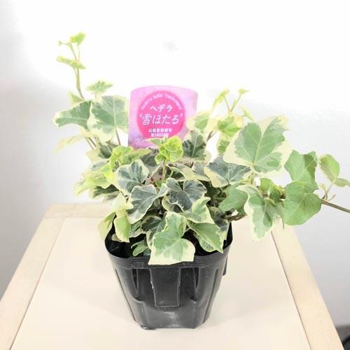 植物 花苗 カラーリーフ 寄植え リース ヘデラ アイビー 雪ほたる ３号 5000 Leafs ヤフー店 通販 Yahoo ショッピング