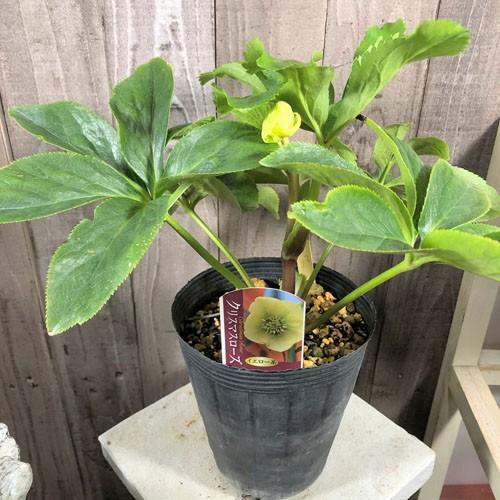 植物 お花 冬 一点物 本間交配種 クリスマスローズ オリエンタリスハイブリッド シングル ｄ ４ ５号 Leafs ヤフー店 通販 Yahoo ショッピング