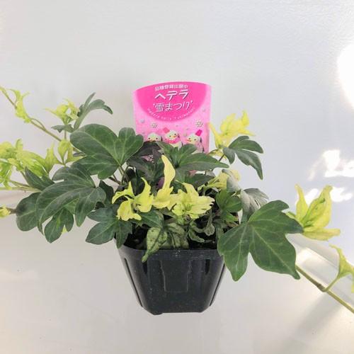 植物苗物 カラーリーフ 寄植え リース オシャレ ヘデラ アイビー 雪まつり ３号 Leafs ヤフー店 通販 Yahoo ショッピング