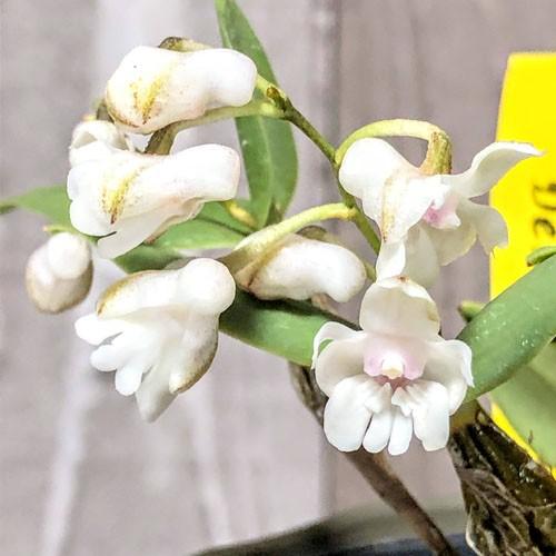 着生植物 洋蘭 原種蘭 小型種 マニア デンドロビウム アベランス ３号 5002 Leafs ヤフー店 通販 Yahoo ショッピング