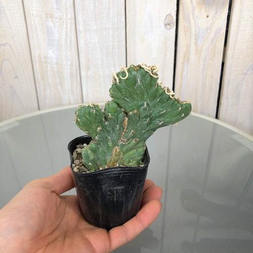 多肉植物 ドライガーデン オシャレ カッコイイ マニア サボテン アウストロキリンドロプンチア ｂ 将軍綴化 ２ ５号 Leafs ヤフー店 通販 Yahoo ショッピング