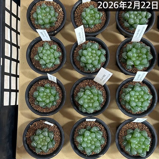 多肉植物　ハオルチア オブツーサ トゥルンカータ 2.5号　インテリア かわいい オシャレ レア 初心者 育てやすい 観葉植物 人気品種 |  | 10