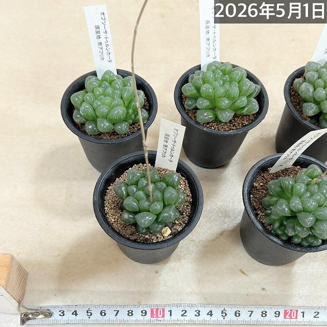 多肉植物　ハオルチア オブツーサ トゥルンカータ 2.5号　インテリア かわいい オシャレ レア 初心者 育てやすい 観葉植物 人気品種 |  | 10