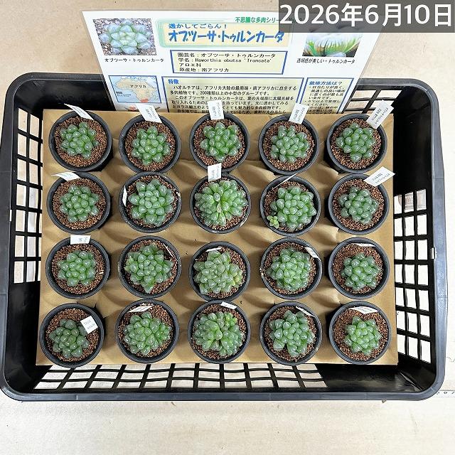多肉植物 ハオルチア オブツーサ トゥルンカータ 2.5号 インテリア