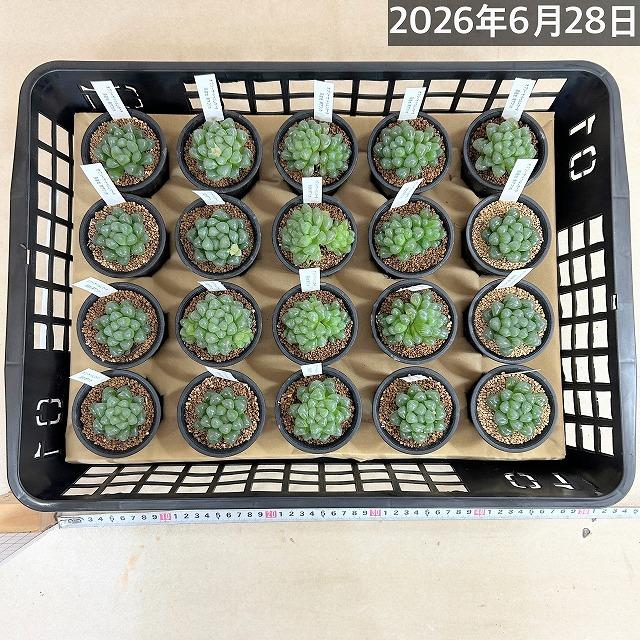 多肉植物　ハオルチア オブツーサ トゥルンカータ(※現在多頭個体のみ) 2.5号　インテリア かわいい オシャレ  レア 初心者 育てやすい 観葉植物 人気品種 |  | 10