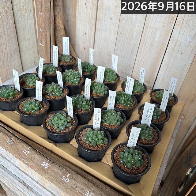 多肉植物　ハオルチア オブツーサ トゥルンカータ 2.5号　インテリア かわいい オシャレ  レア 初心者 育てやすい 観葉植物 人気品種 |  | 11