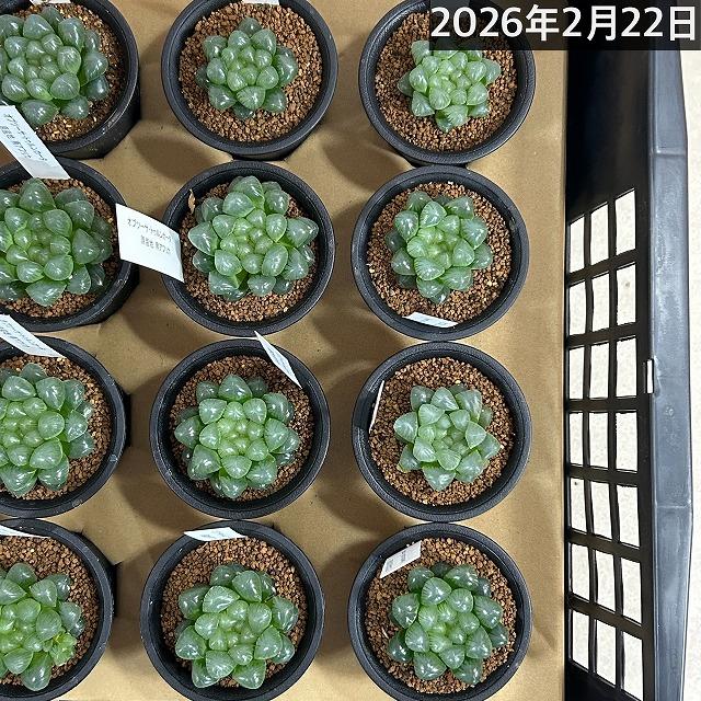 多肉植物　ハオルチア オブツーサ トゥルンカータ 2.5号　インテリア かわいい オシャレ レア 初心者 育てやすい 観葉植物 人気品種 |  | 11