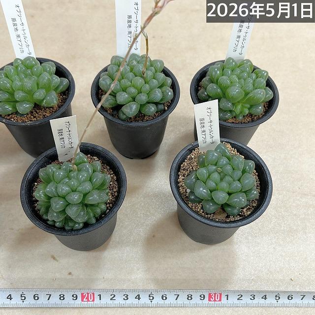 多肉植物　ハオルチア オブツーサ トゥルンカータ 2.5号　インテリア かわいい オシャレ レア 初心者 育てやすい 観葉植物 人気品種 |  | 11
