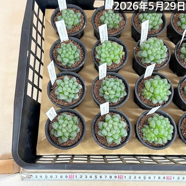 多肉植物 ハオルチア オブツーサ トゥルンカータ 2.5号 インテリア
