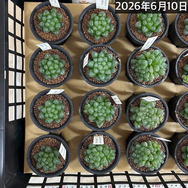 多肉植物 ハオルチア オブツーサ トゥルンカータ 2.5号 インテリア