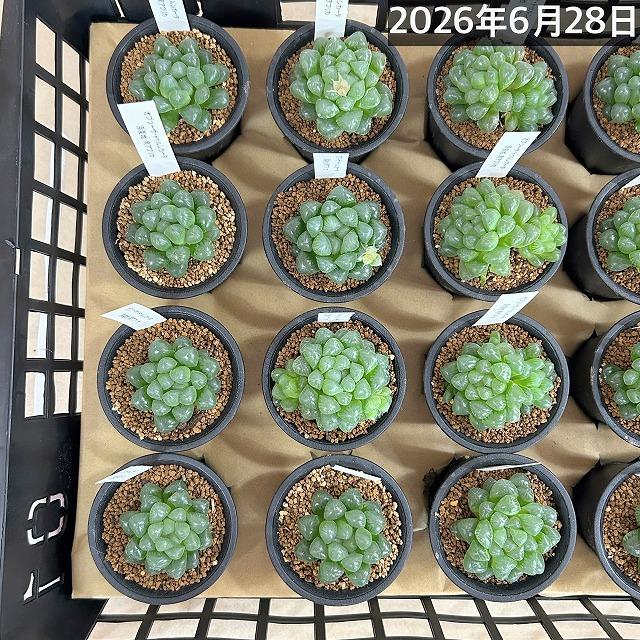 多肉植物 ハオルチア オブツーサ トゥルンカータ 2.5号 インテリア