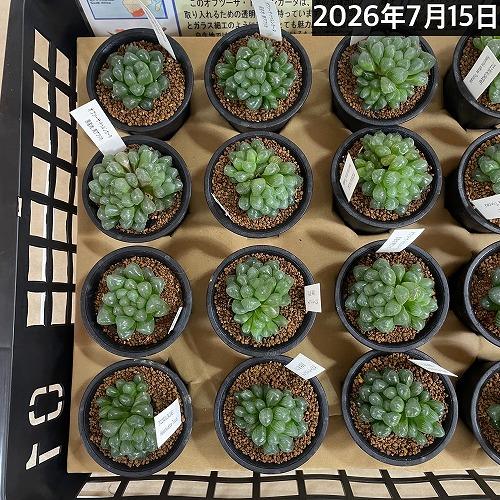 多肉植物 ハオルチア オブツーサ トゥルンカータ(※現在多頭個体のみ