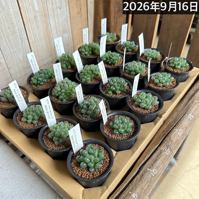 多肉植物　ハオルチア オブツーサ トゥルンカータ 2.5号　インテリア かわいい オシャレ  レア 初心者 育てやすい 観葉植物 人気品種 |  | 12