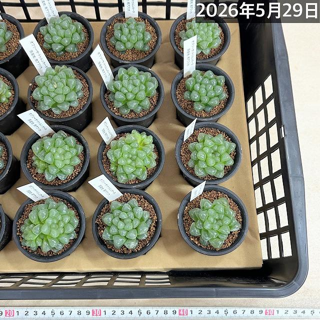 多肉植物 ハオルチア オブツーサ トゥルンカータ 2.5号 インテリア