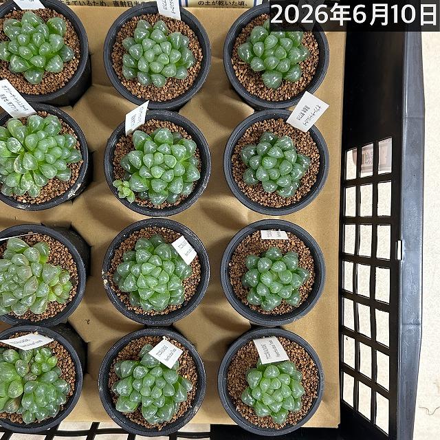 多肉植物 ハオルチア オブツーサ トゥルンカータ 2.5号 インテリア