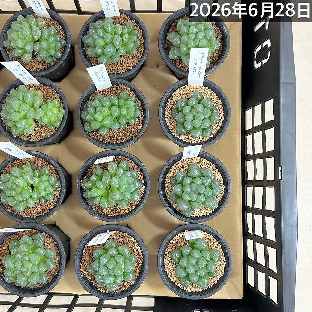 多肉植物　ハオルチア オブツーサ トゥルンカータ(※現在多頭個体のみ) 2.5号　インテリア かわいい オシャレ  レア 初心者 育てやすい 観葉植物 人気品種 |  | 12