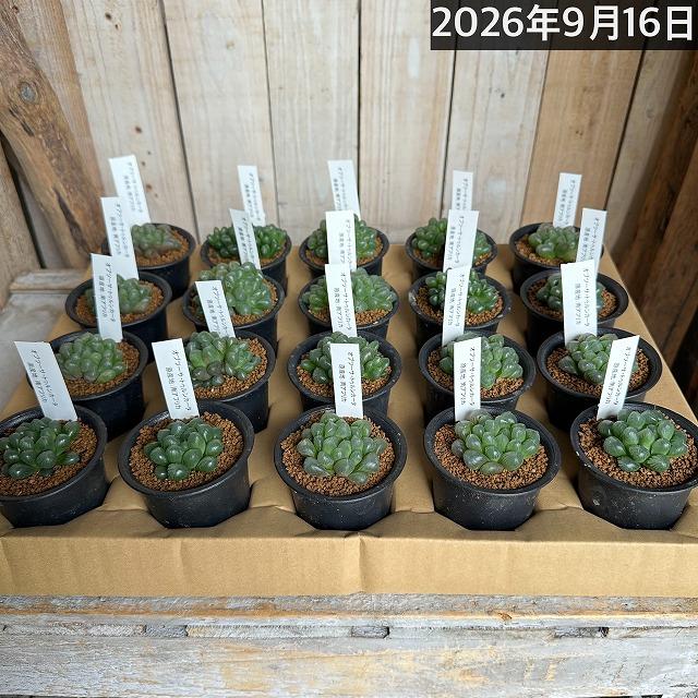 多肉植物　ハオルチア オブツーサ トゥルンカータ 2.5号　インテリア かわいい オシャレ  レア 初心者 育てやすい 観葉植物 人気品種 |  | 13