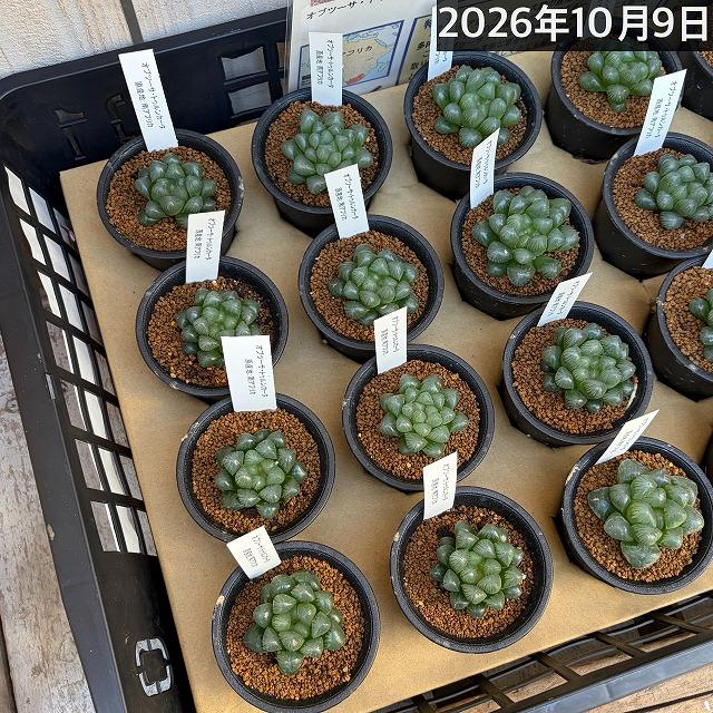 多肉植物　ハオルチア オブツーサ トゥルンカータ 2.5号　インテリア かわいい オシャレ  レア 初心者 育てやすい 観葉植物 人気品種 |  | 12