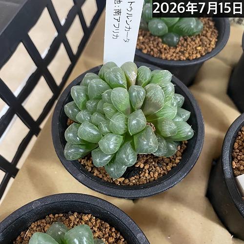 多肉植物 ハオルチア オブツーサ トゥルンカータ(※現在多頭個体のみ