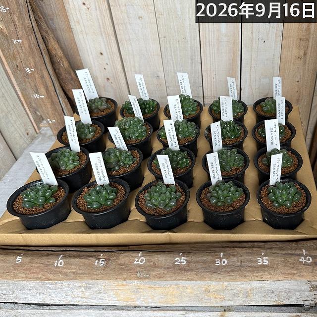 多肉植物　ハオルチア オブツーサ トゥルンカータ 2.5号　インテリア かわいい オシャレ  レア 初心者 育てやすい 観葉植物 人気品種 |  | 14