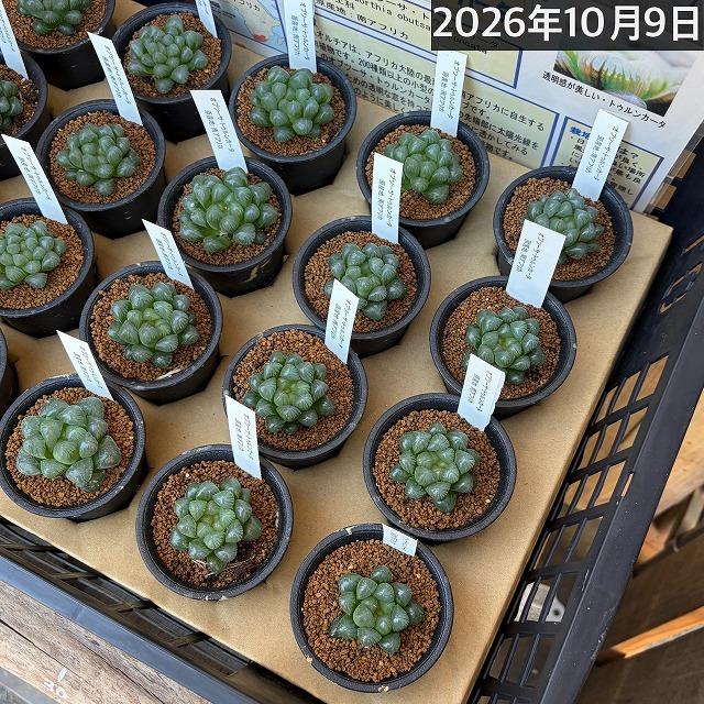 多肉植物　ハオルチア オブツーサ トゥルンカータ 2.5号　インテリア かわいい オシャレ  レア 初心者 育てやすい 観葉植物 人気品種 |  | 13